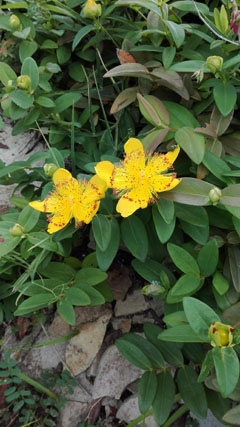 Hypericum cfr. calycinum